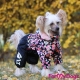 Комбинезон ForMyDogs