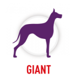 GIANT